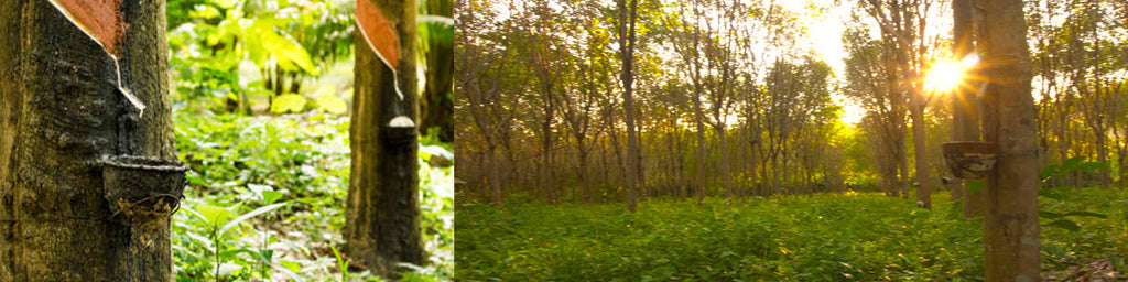 100% Natural Rubber: Ancient Art, Innovation & A Modern Miracle
